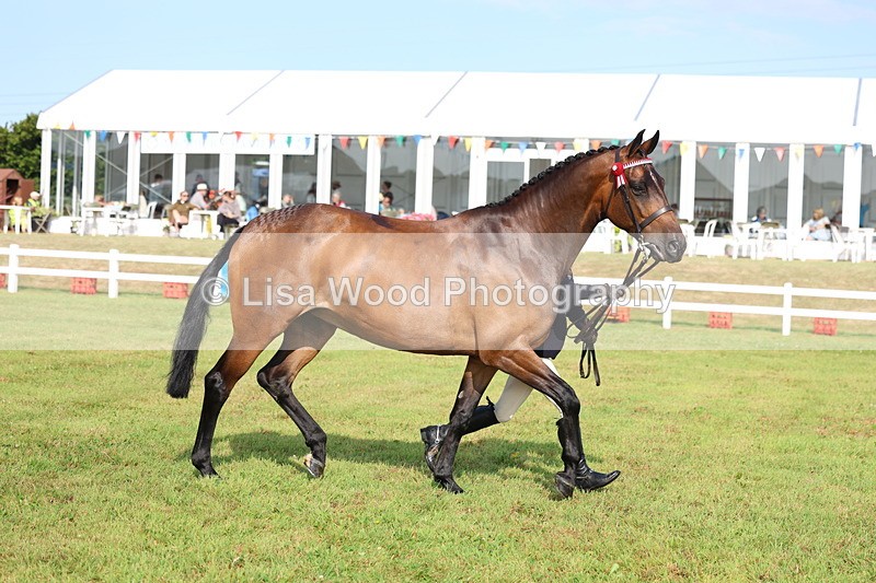 3E7A8323 - Class 2: Rising Star Large Hack/Riding Horse