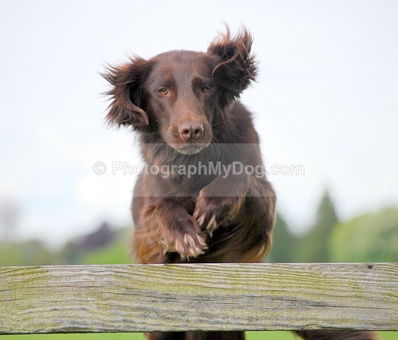  - Flatcoated Retrievers