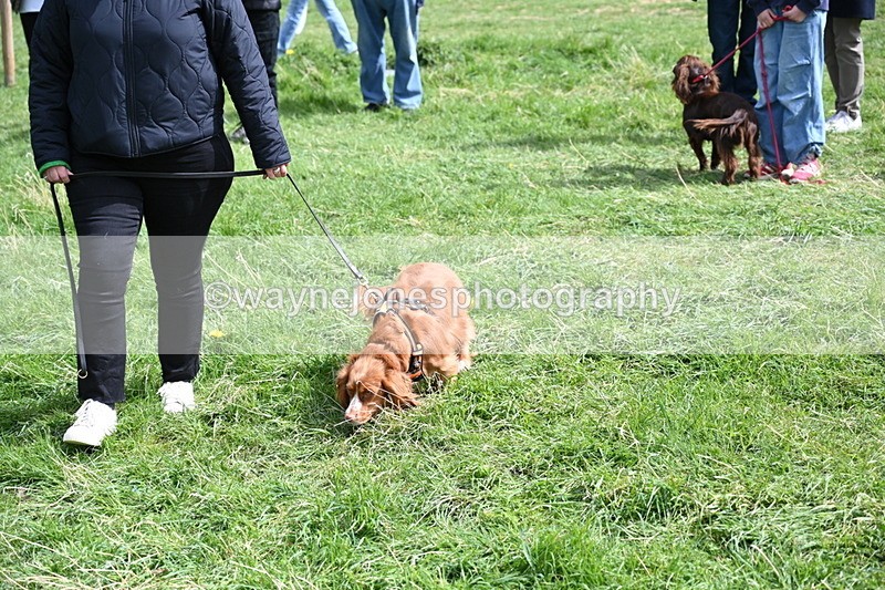 WJ6_8913 - Class 8 Best Working / Gun Dog or Bitch