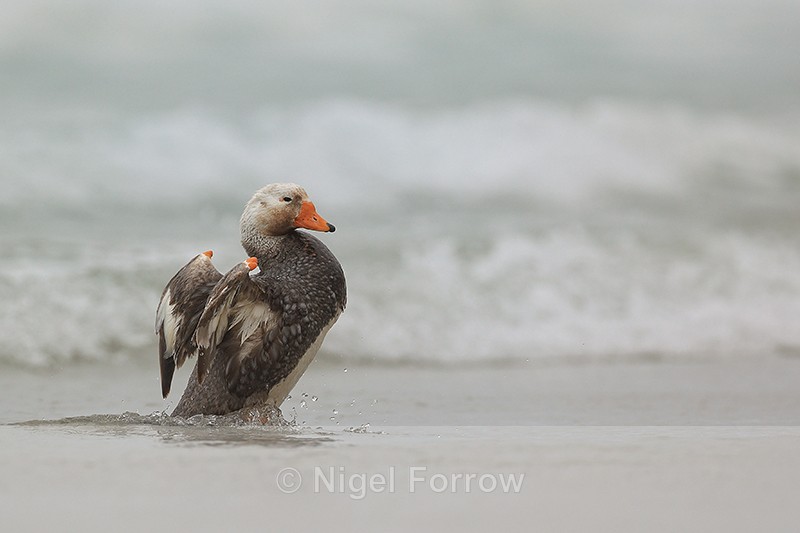Steamer Duck begins wing flap, Saunders Island, Falklands - Falkland Flightless Steamerduck