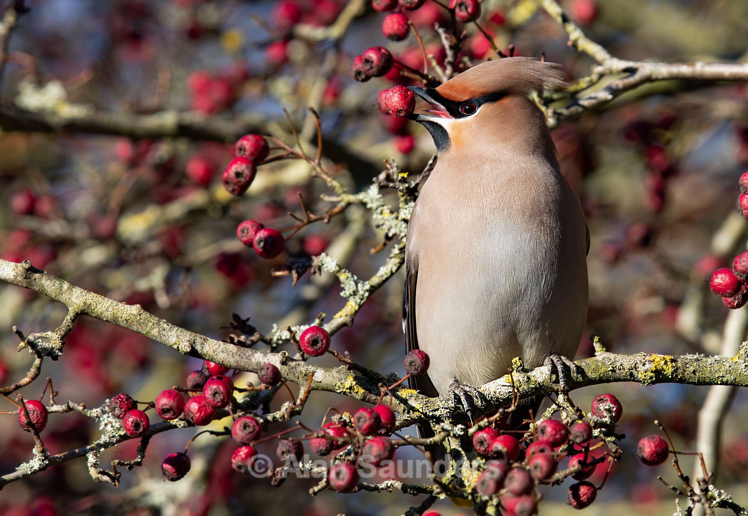 Waxwing 13