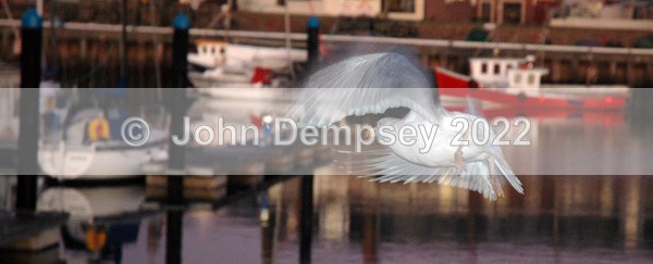 Gull at Arbroath Harbour - Places To Visit