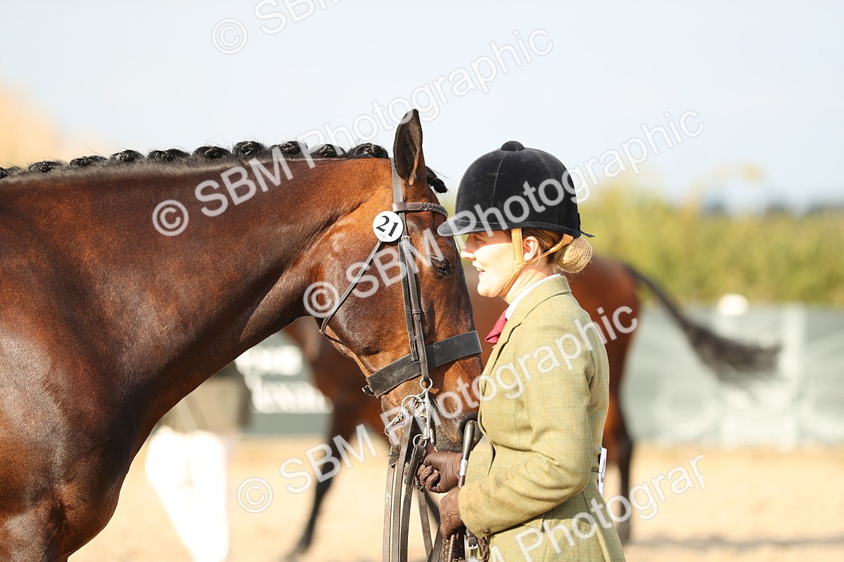 SBM_08586 - Class 28 - IH Veteran Horse