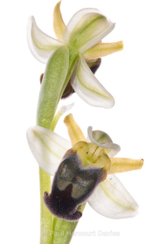  - WB: Orchids - Ophrys