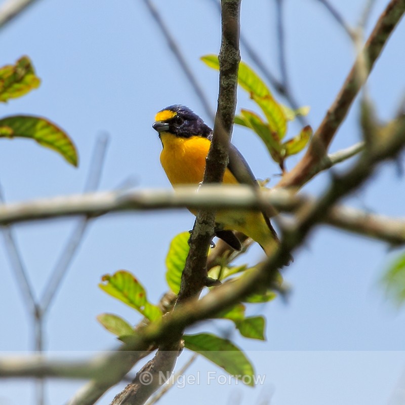 Yellow-throated Euphonia, Costa Rica - Yellow-throated Euphonia