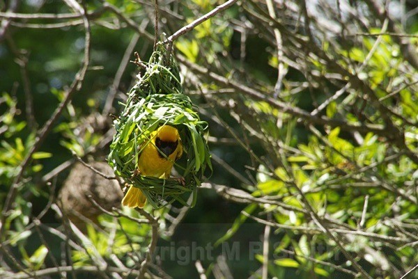 Southern Masked Weaver - SA - BIRDS & INSECTS