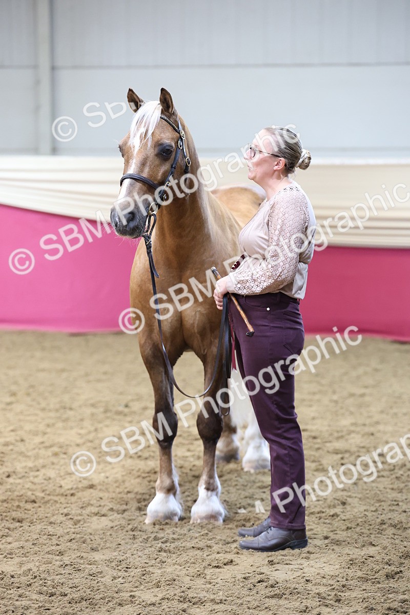 SBM_23423 - Class 903 - Supreme Final - IH Pre Vet