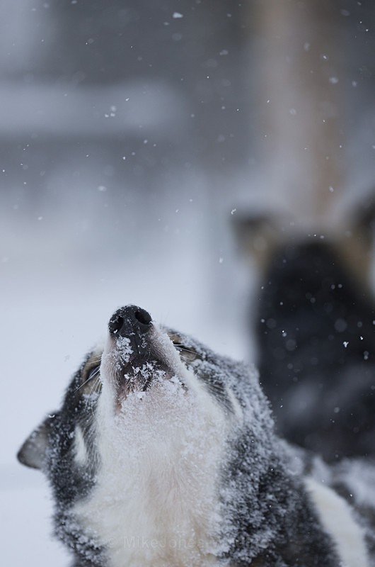 Huskies from the Dogsled team in Northern Finland - FINLAND & SWEDEN LANDSCAPES