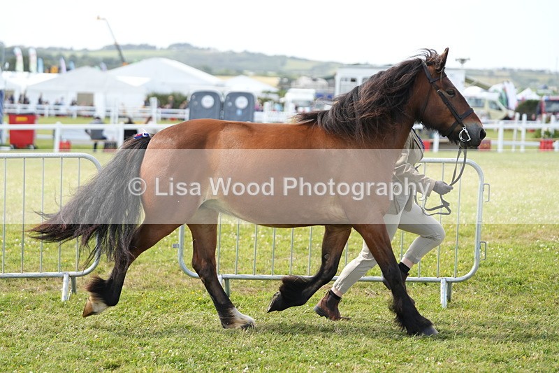 DSC05742 - Class 51: NPS M&M 4 years and over Large Breeds