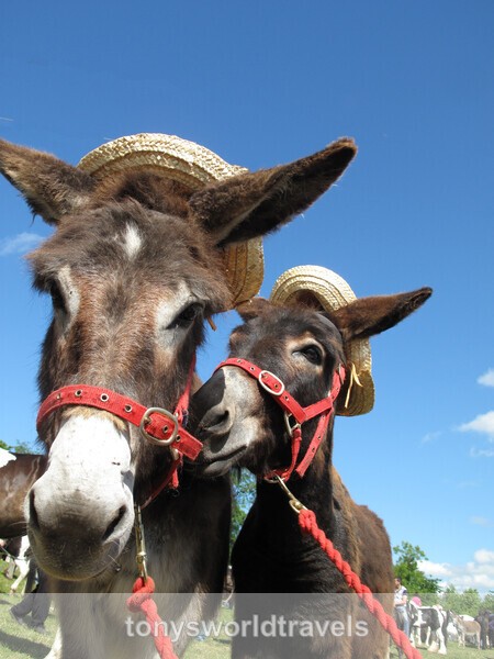 Party Donkeys, Wild Atlantic Way. Ireland - IRISH FARM ANIMALS