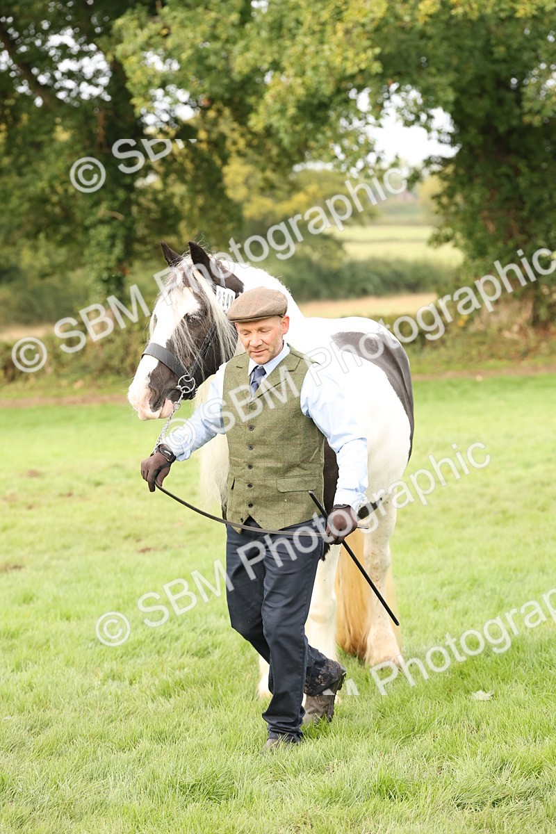 SBM_56813 - S54 - Piebald & Skewbald Horse In Hand