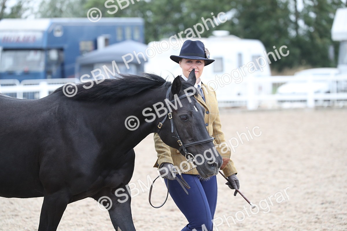 SBM_17862 - Class 317 IH Pure bred Horse/Pony
