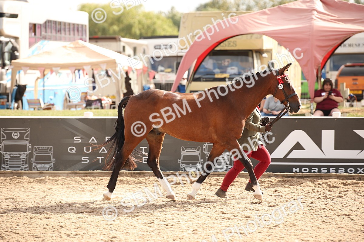 SBM_08161 - Class 27 - IH Competition Horse-Pony
