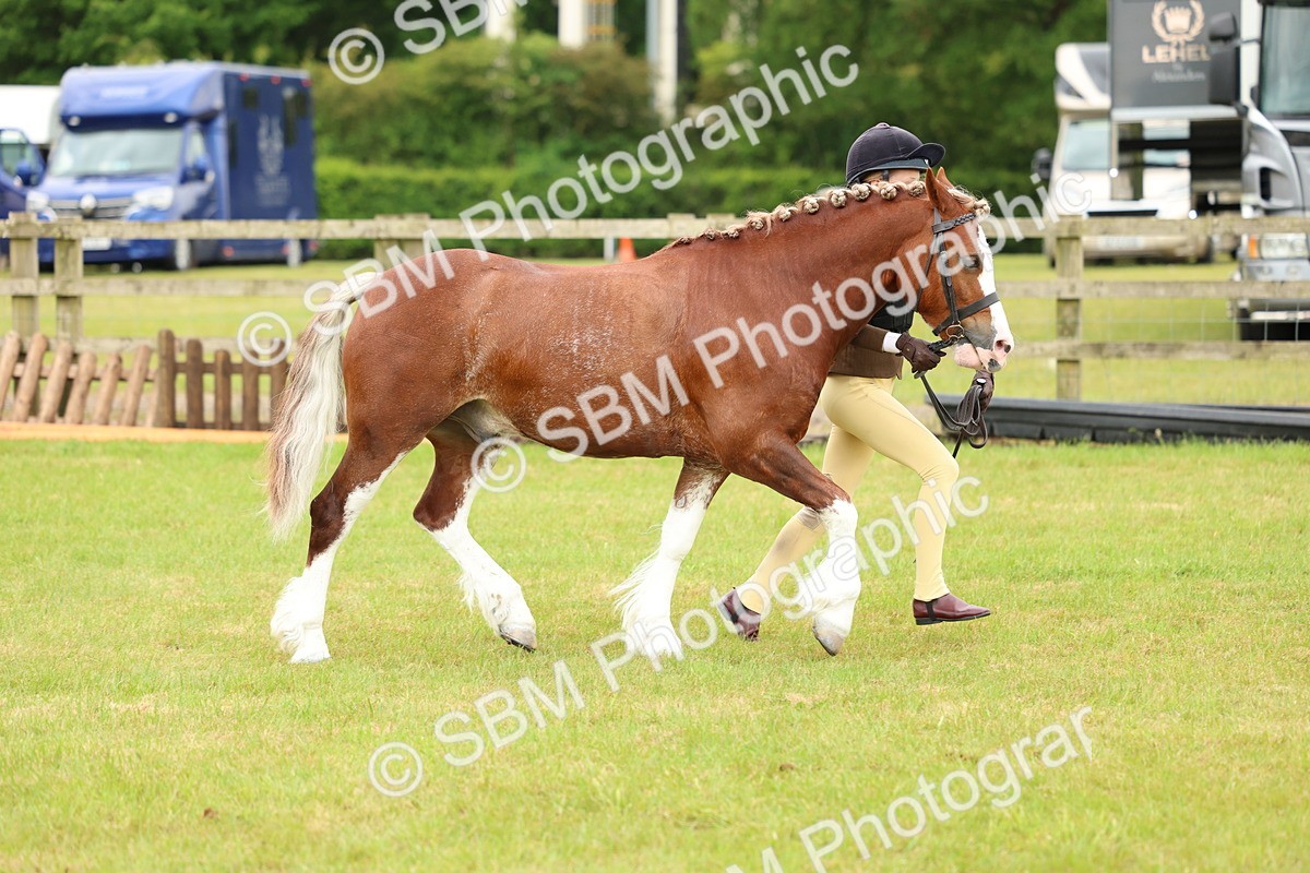 SBM_10370 - Class 44-45 - LIHS BSPS Open Nursery and Cradle Stakes