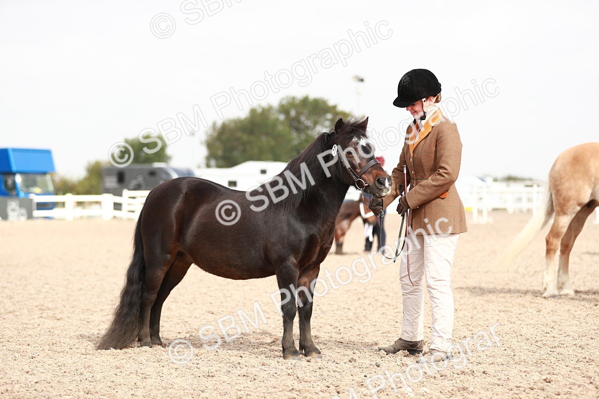 SBM_11864 - Class 206 IH Non Show Type Pony