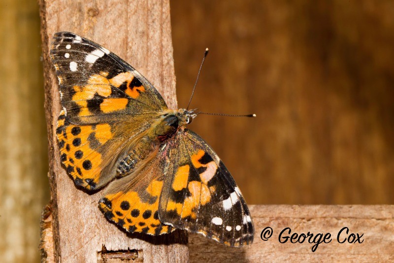 Painted Lady - British Butterflies