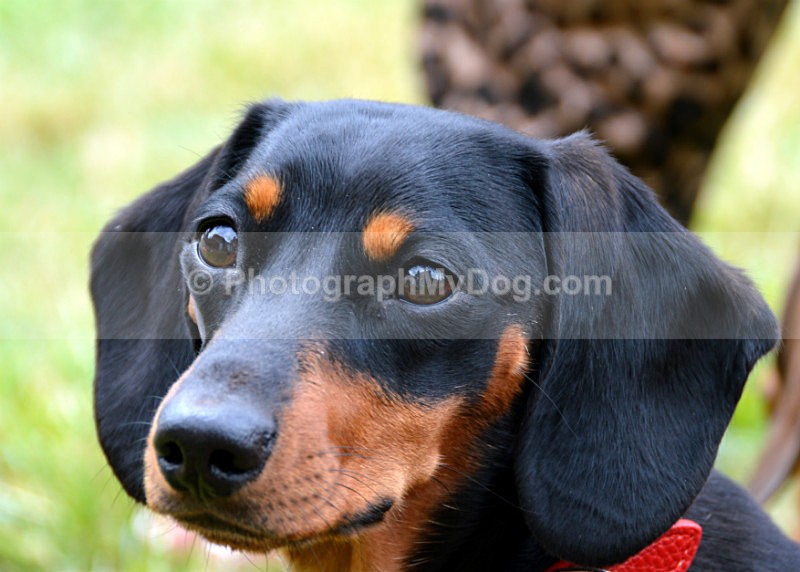  - Dachshunds