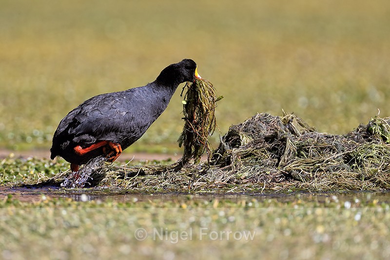 Giant Coot adding nest material, Rio Putana, Chile - Giant Coot