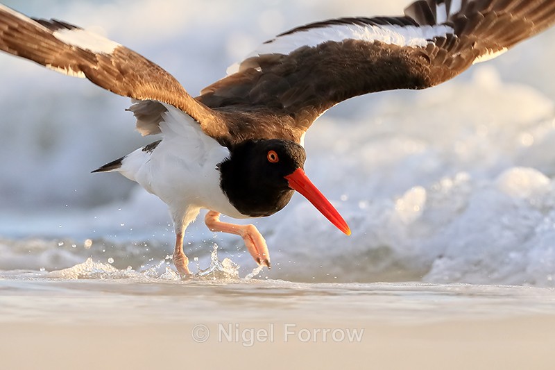 American Oystercatcher running to take off, Fort De Soto, Florida - American Oystercatcher