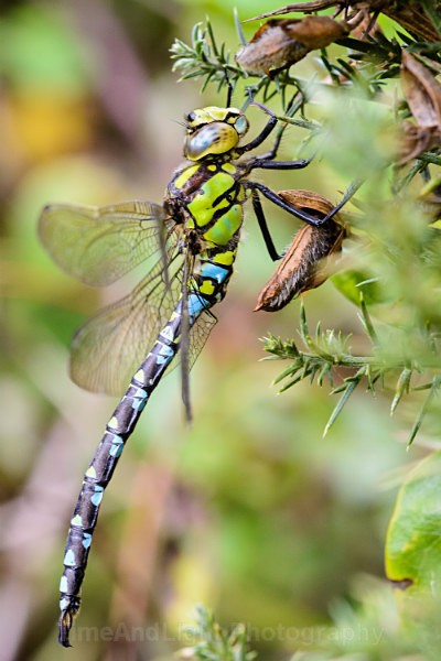 Male Southern hawker - Dragonflies & Damselflies