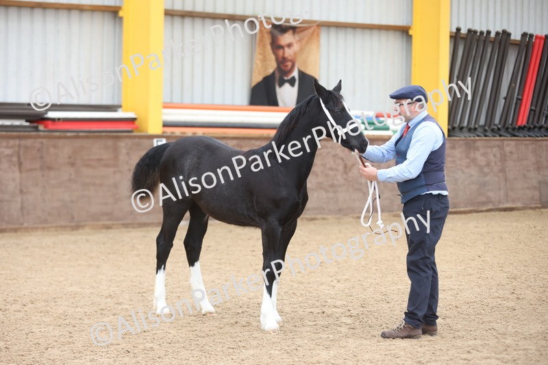 20251109-0808 - Class 24 - Foals