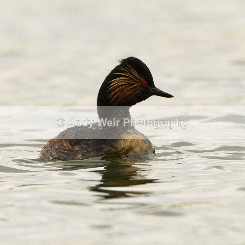 20110416-IMG_3893 - Black-necked Grebe