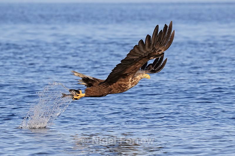 Sea Eagle grabs fish, Flatanger, Norway - White-tailed Sea-Eagle