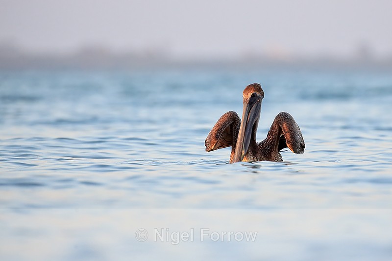 Brown Pelican signals imminent takeoff, Sanibel Island, Florida - Brown Pelican