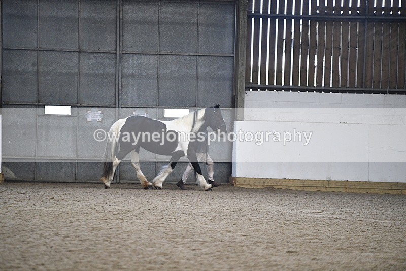 WJ5_5230 - Class 8 In hand cob