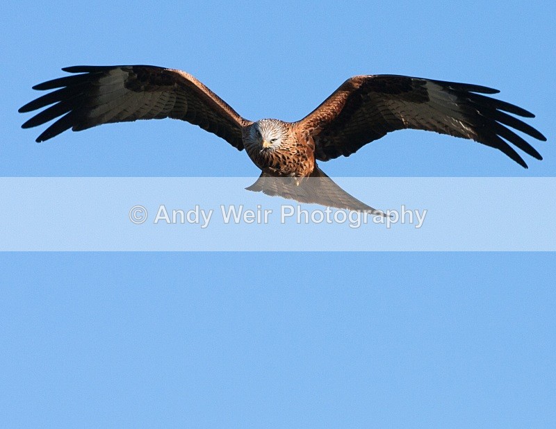 20100130-IMG_3020 556 - Red Kite