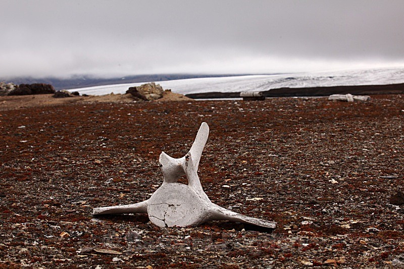 Whale bone 4691 - Autumn