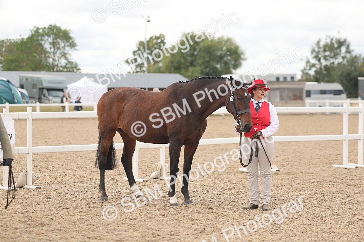 SBM_17021 - Class 312 - IH Competition Horse-Pony