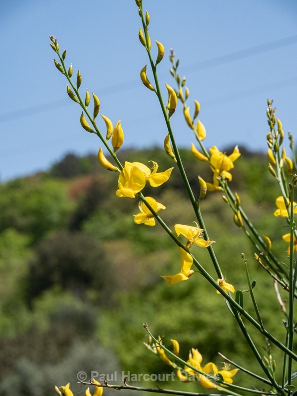 Spanish broom (Spartium junceum) - Gargano - Wild Flowers
