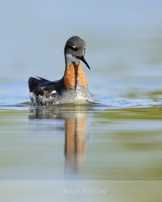 Red-necked Phalarope - low angle, Iceland - Red-necked Phalarope
