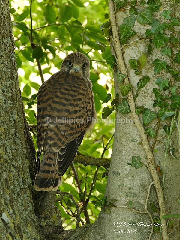  - Wildlife and Nature