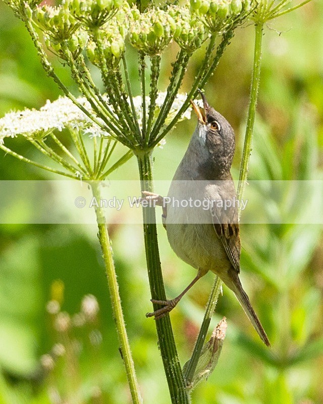 20110702-IMG_6179 - Whitethroat