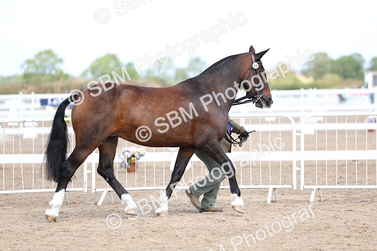 SBM_02412 - Class 19 - Horse or Pony Judge would most like to take home