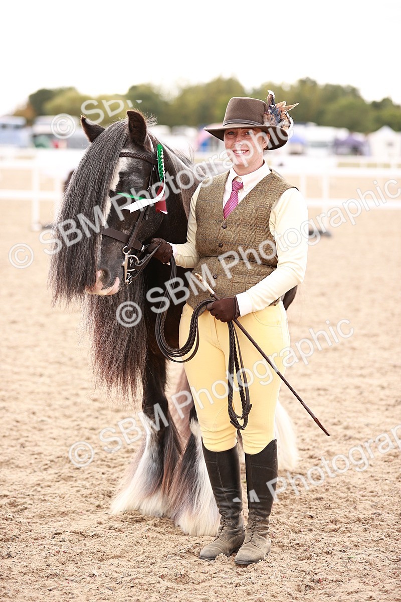 SBM_16250 - Class412 - Handsome Gelding (IH  or Ridden) Adult