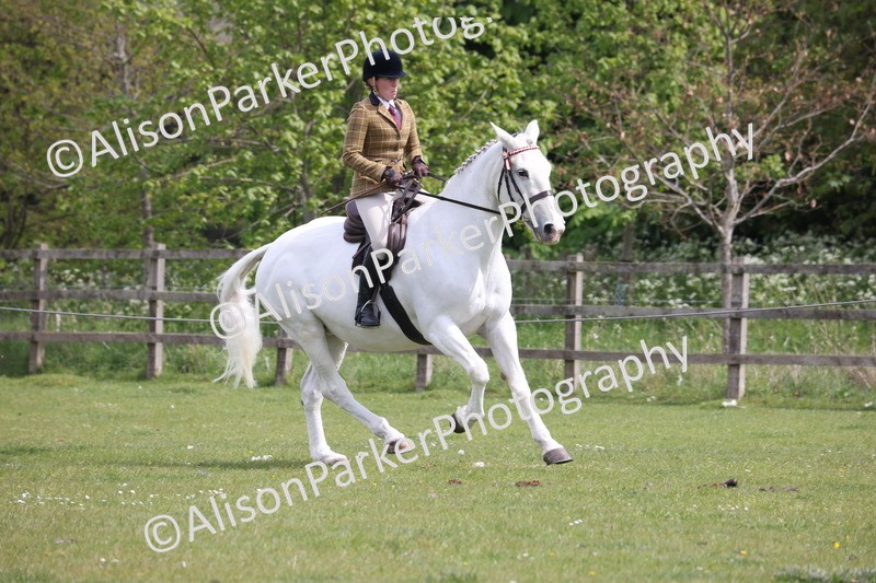 20260426-4356 - Class 34 - Best Riding Horse Over 14.2hh