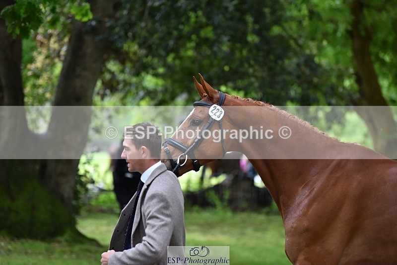 240522-165052-01197 - 223-MORNINGSTAR_VAN_ALTRIDO-Max_Warburton