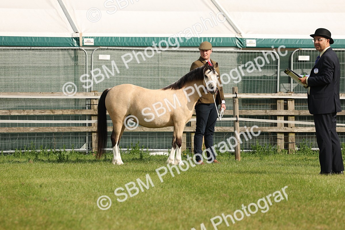 SBM_00482 - Class 6-13 - Mountatin and Moorland In Hand Welsh Breeds