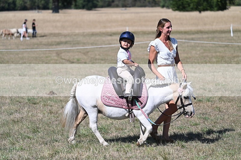 WJ7_1397 - Class 41 Prettiest Mare