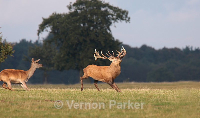 Red Deer, Rutting time - Wildlife