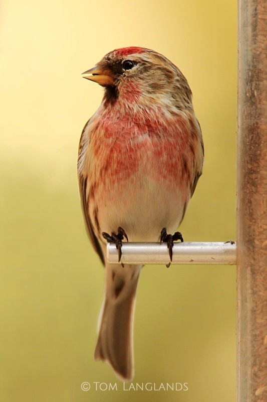 Lesser Redpoll - All Other Birds