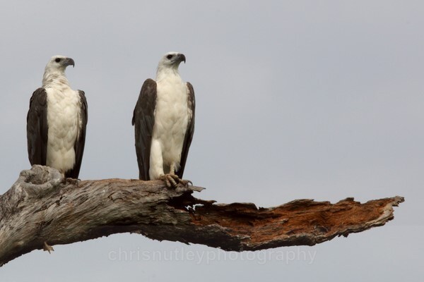  - Australian Birds