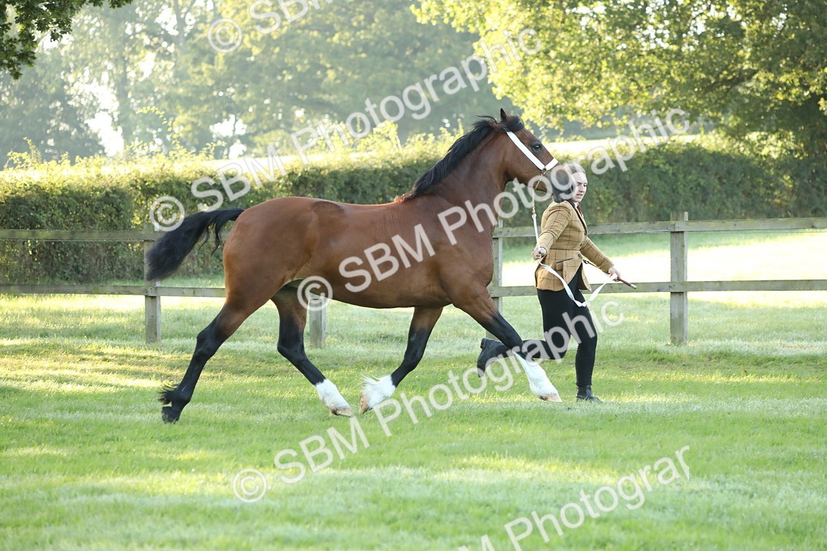 SBM_57938 - S42 - Youngstock