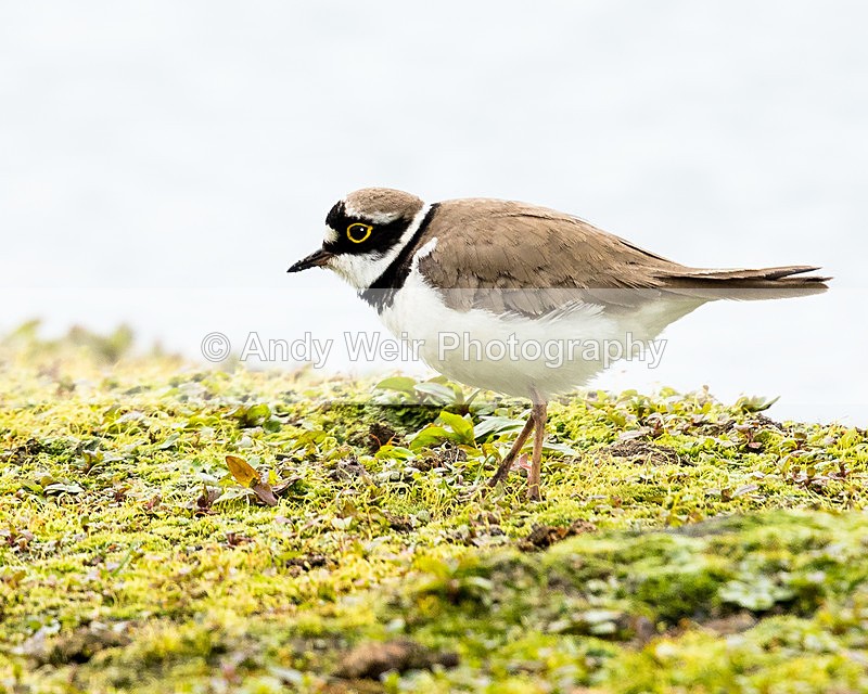 20150509-8E0A9371-3488 - Other Waders