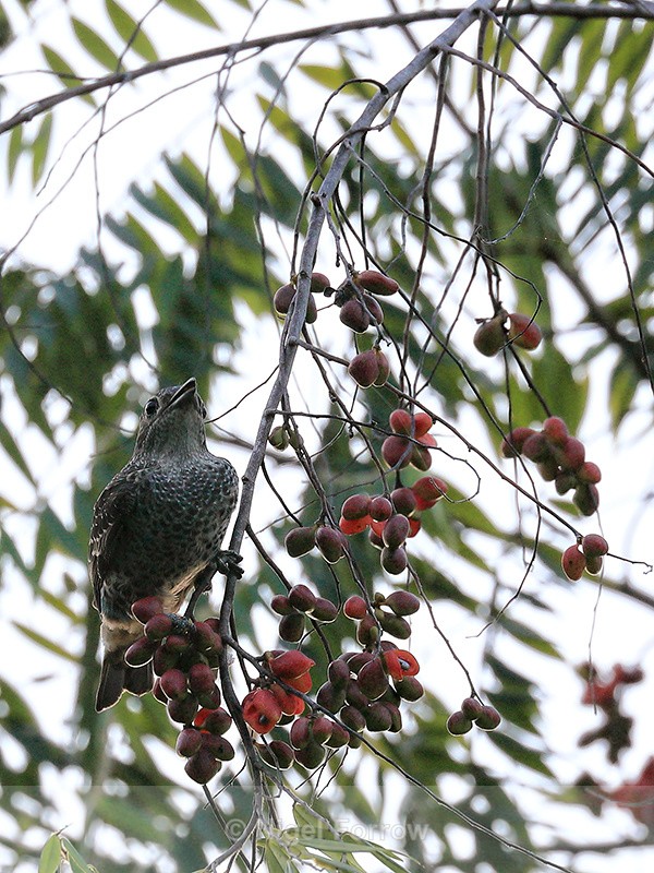Turquoise Cotinga perched by berries, Costa Rica - Turquoise Cotinga