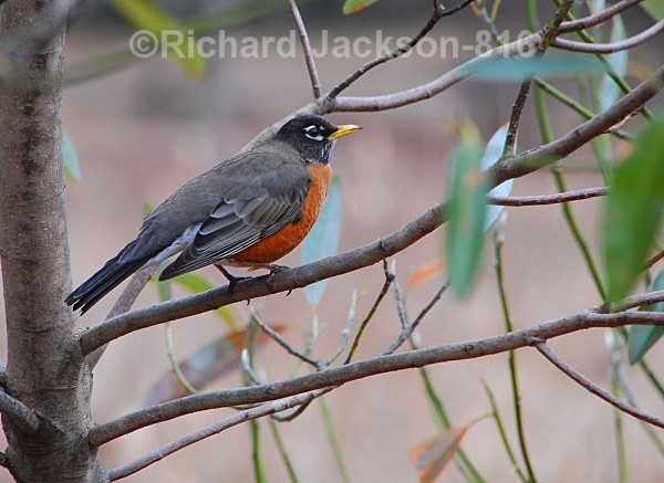 Red-Breasted Robin - Birds
