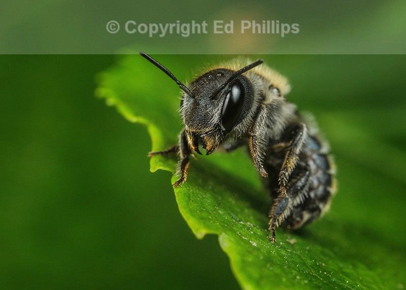 Osmia caerulescens (f)